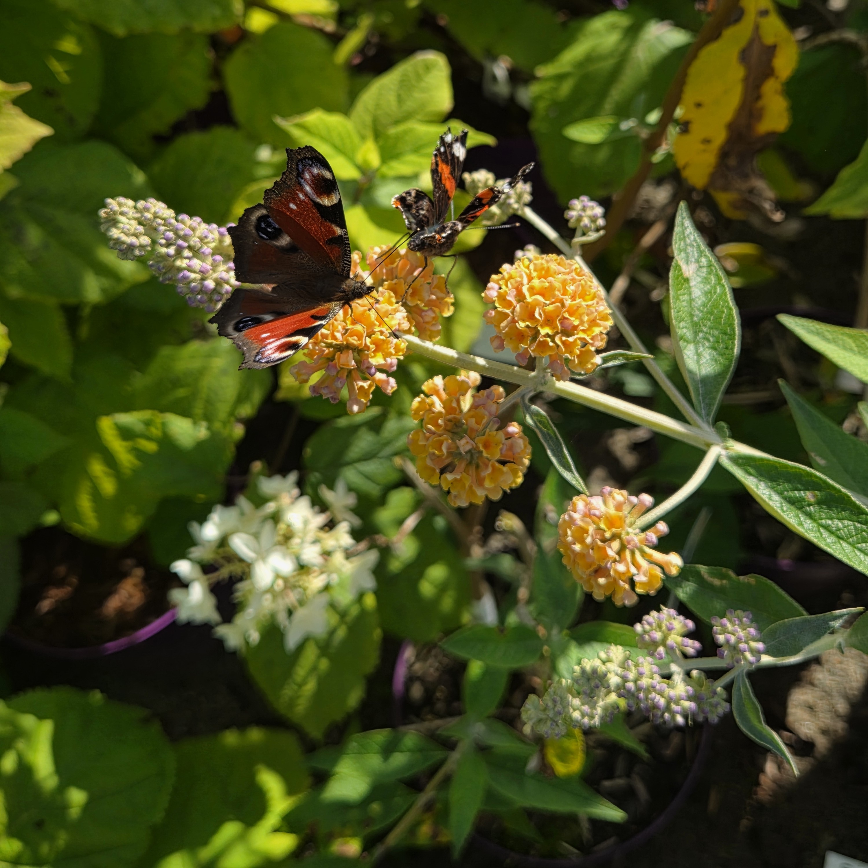 Alternative view of Sommerfuglbusk - Buddleja