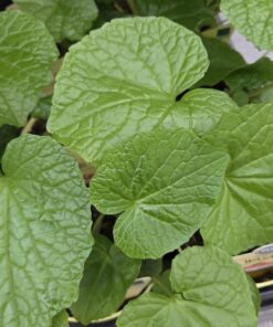 Wasabia japonica Bio