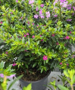 CUPHEA HYSSOPIFOLIA