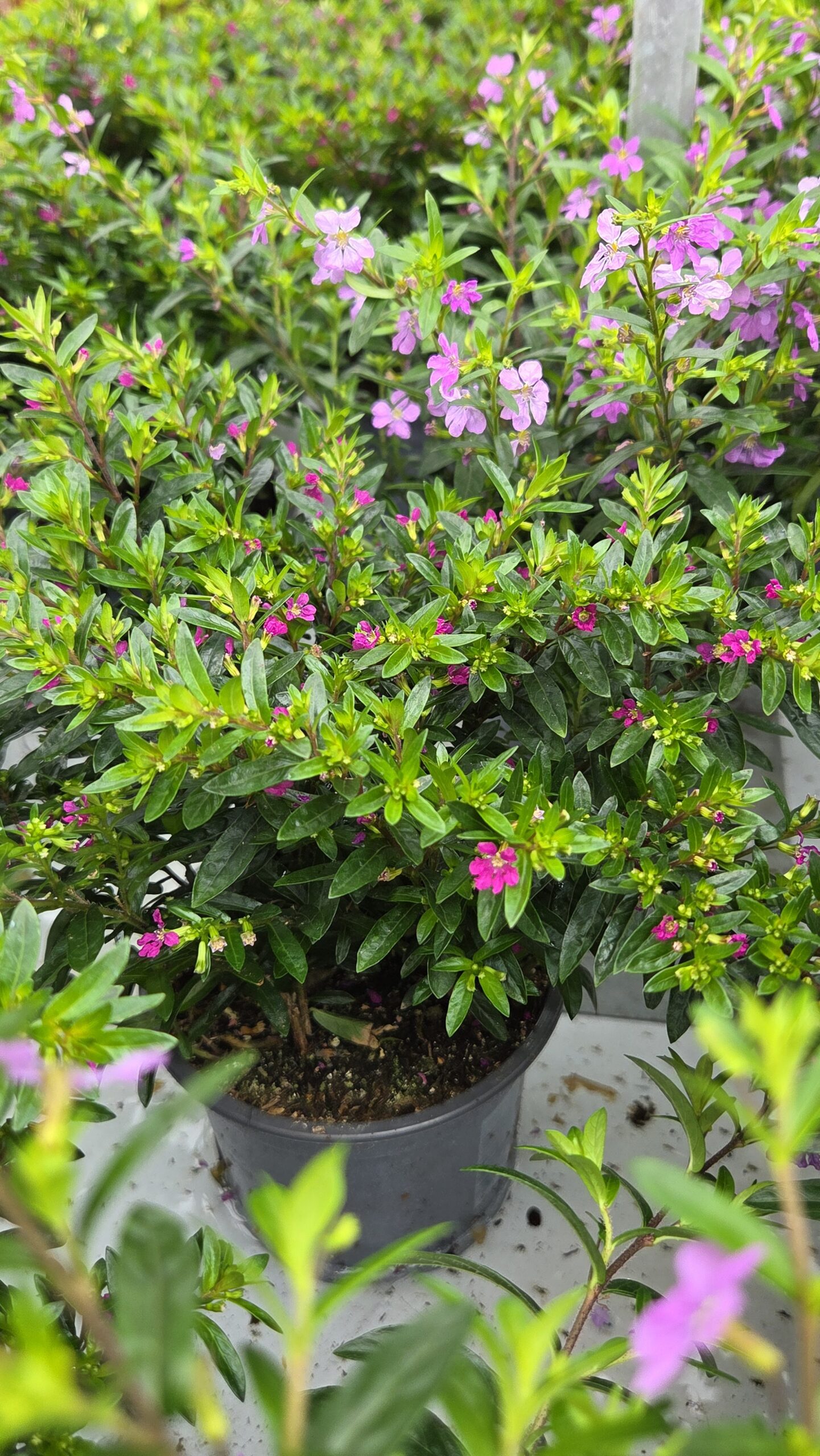 CUPHEA HYSSOPIFOLIA