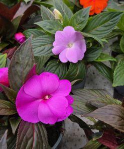 IMPATIENS NEW-GUINEA HYB.