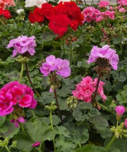 Pelargonium zonale