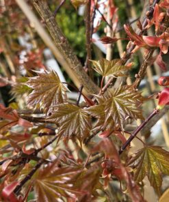 Alternative view of Acer plat. 'Ample Surprise'