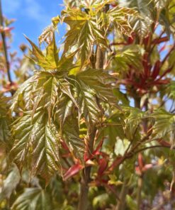 Alternative view of Acer plat. 'Globosum'