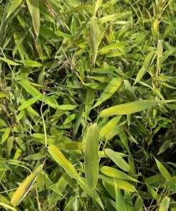 Fargesia murielae - Bambus