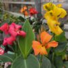 Canna indica Hybrid