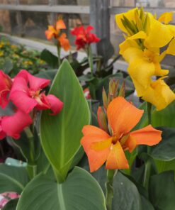Canna indica Hybrid
