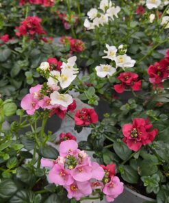 DIASCIA BARBERAE