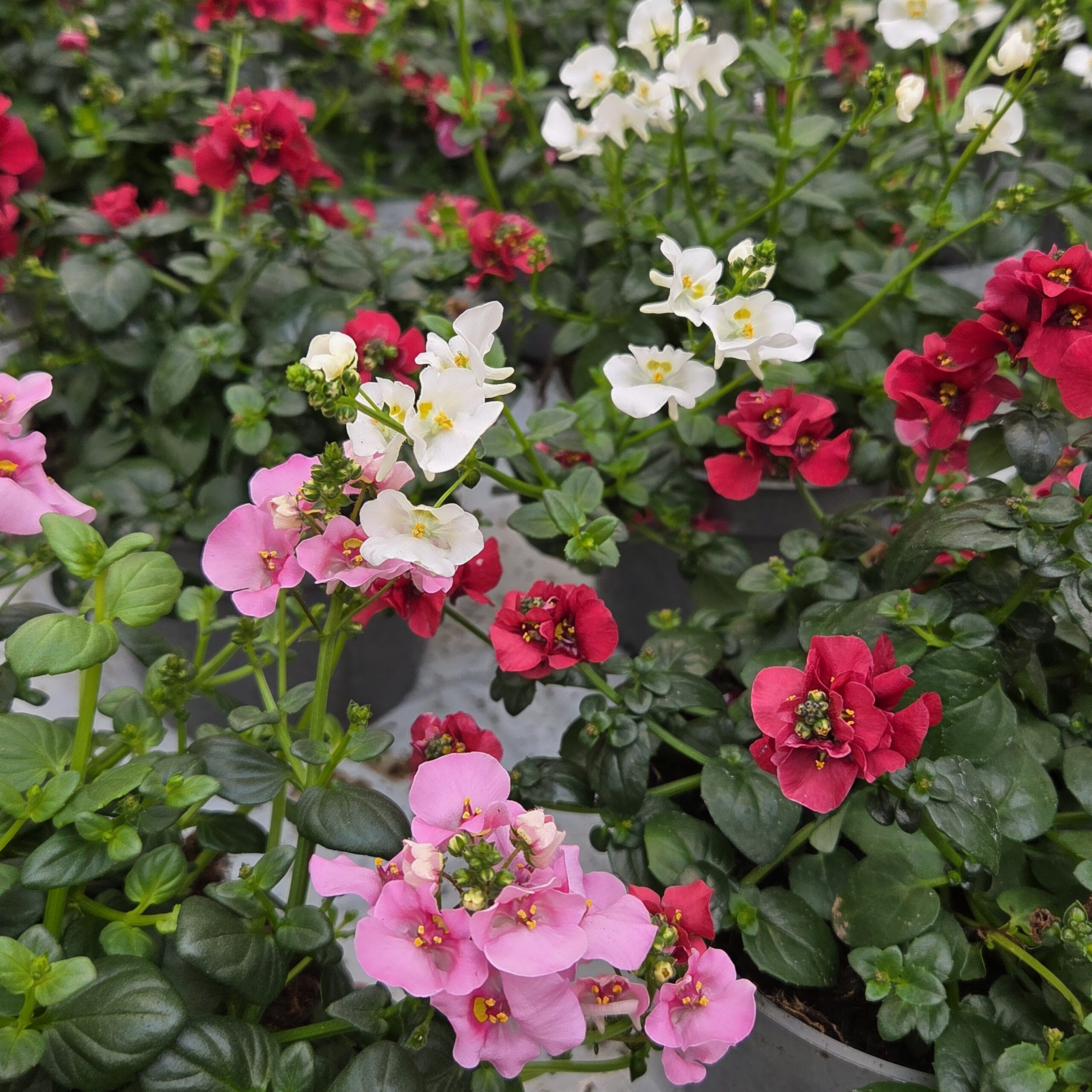 DIASCIA BARBERAE