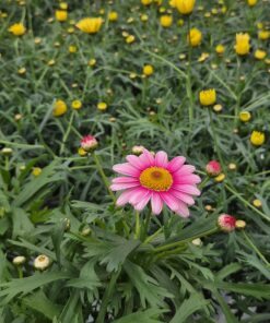 ARGYRANTHEMUM FRUTESCENS