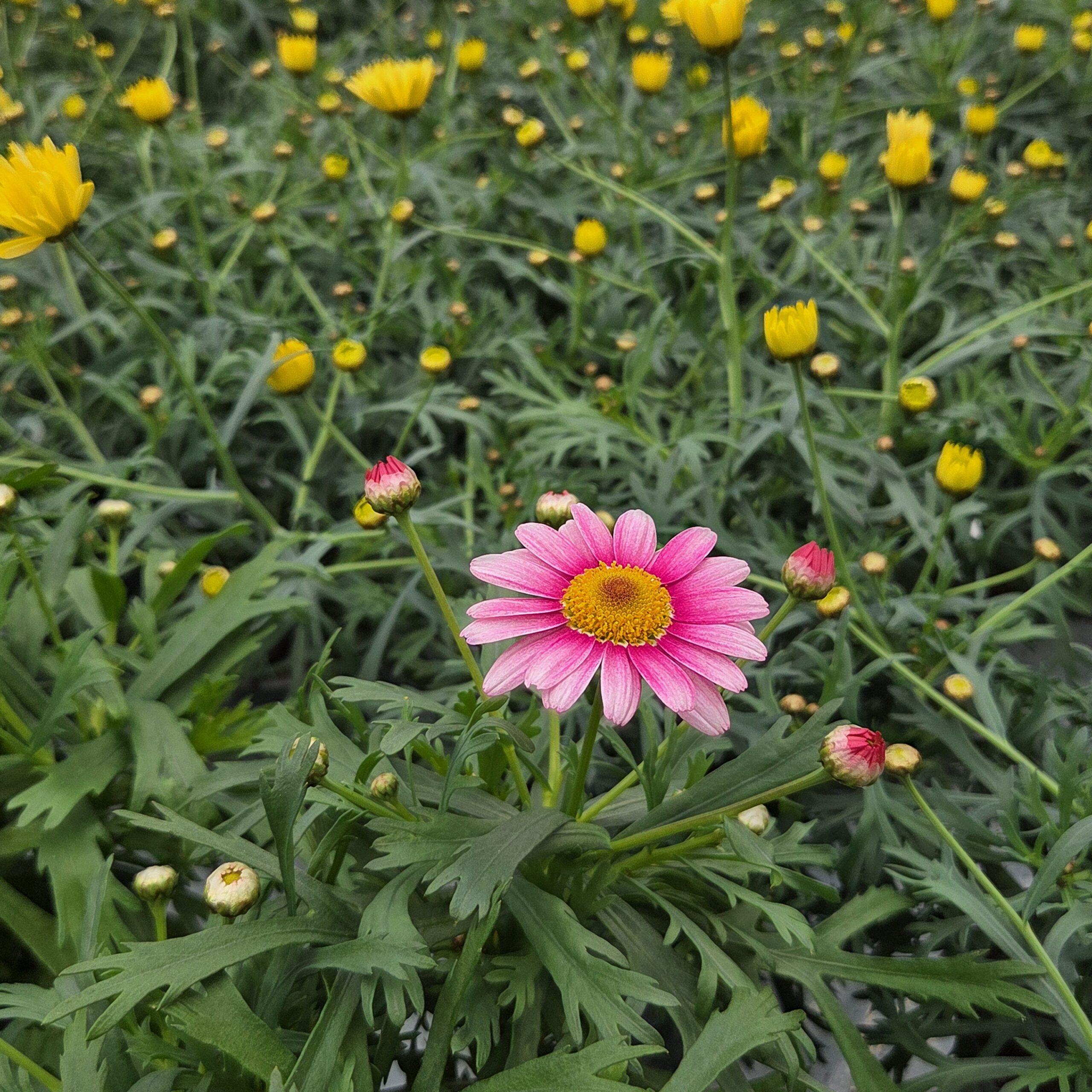 ARGYRANTHEMUM FRUTESCENS