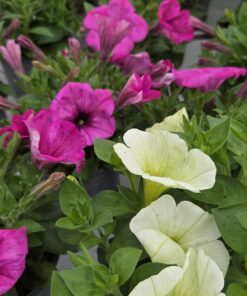 Petunia Hybrid