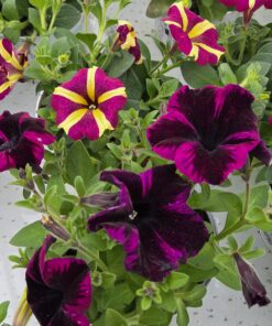 Alternative view of Petunia Hybrid