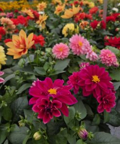 DAHLIA-HYBRID