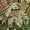 Acer pseu. 'Esk Sunset'