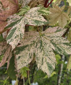 Acer pseu. 'Esk Sunset'