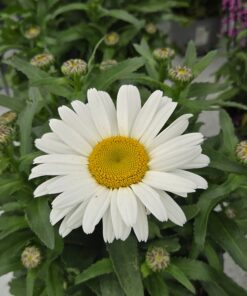 Leuchanthemum maximum - Kjempekrage