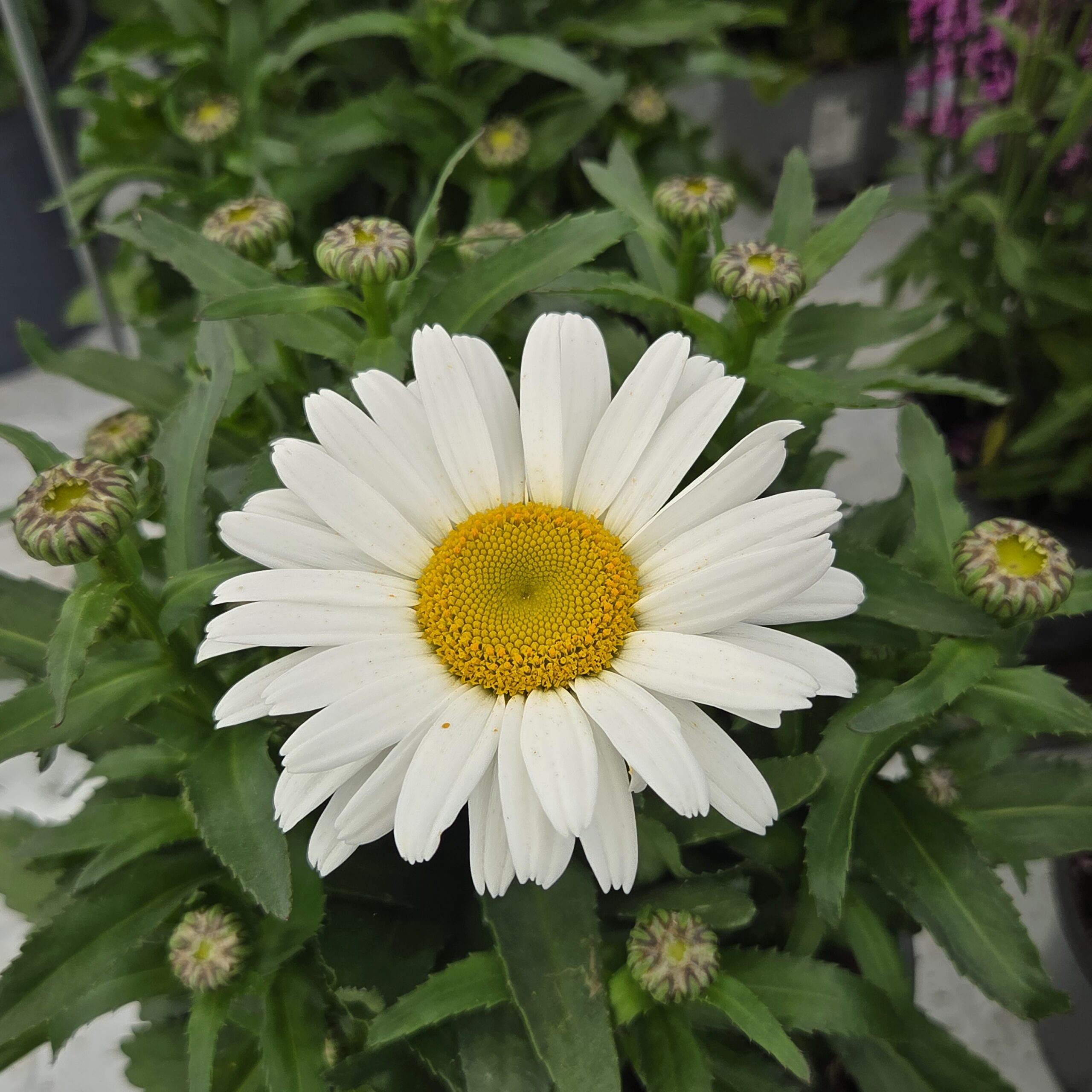 Leuchanthemum maximum - Kjempekrage