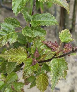 Acer ginnala 'Merlot Magic'