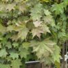 Acer plat. 'Ample Surprise'