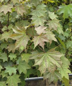 Acer plat. 'Ample Surprise'