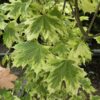 Acer plat. 'Drummondii'