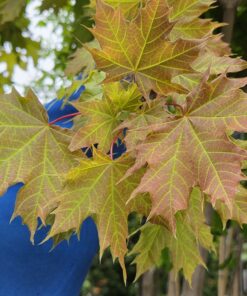 Acer plat. 'Globosum'