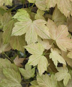 Alternative view of Acer pseu. 'Louis Simon Freres'