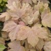 Acer pseu. 'Louis Simon Freres'
