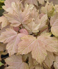 Acer pseu. 'Louis Simon Freres'