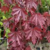 Acer plat. 'Royal Red'