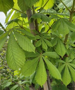 Aesculus hippocastaneum