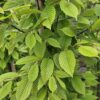 Carpinus betulus
