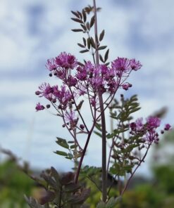 THALICTRUM aqu. 'Black Stockings'®