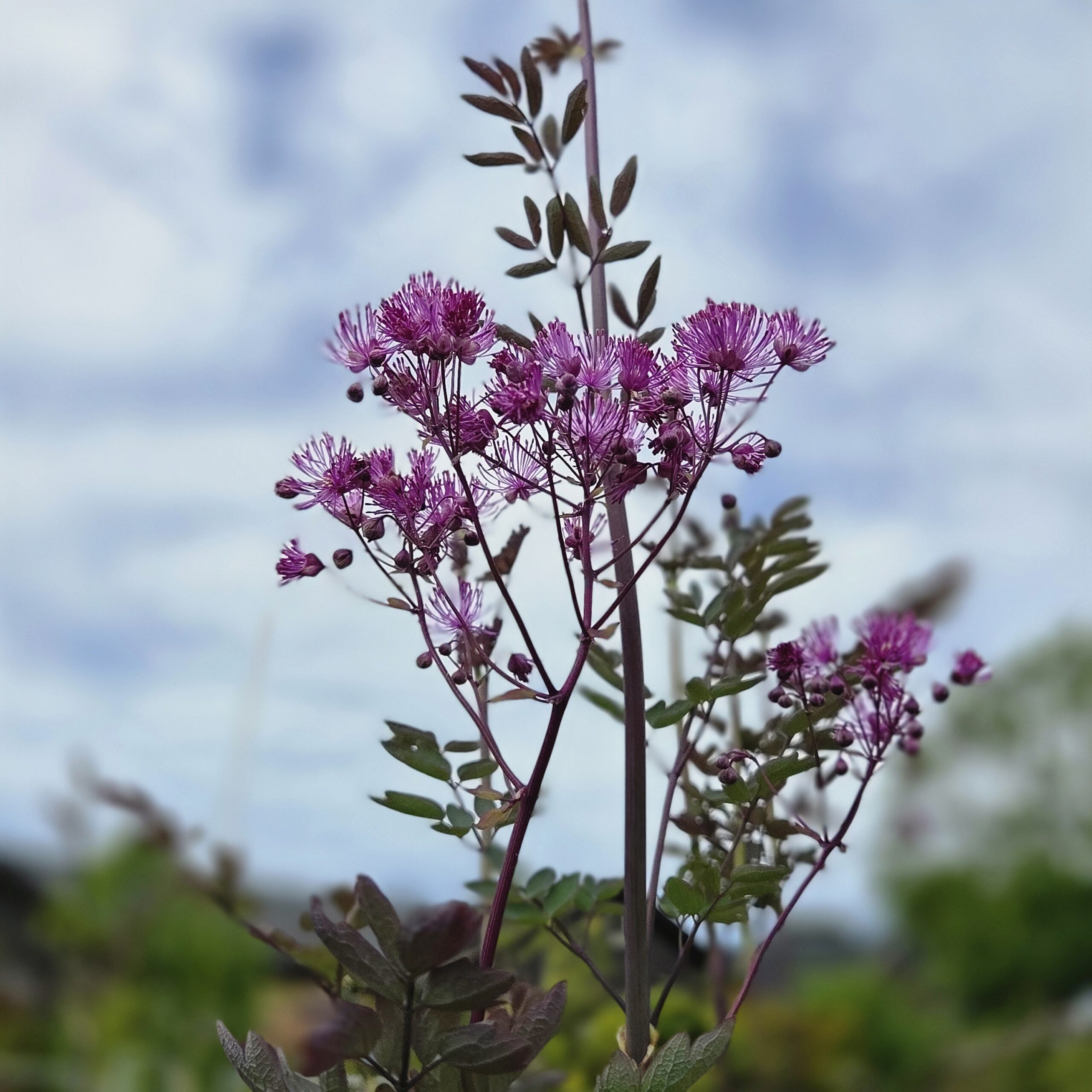 THALICTRUM aqu. 'Black Stockings'®