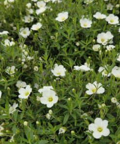 ARENARIA montana