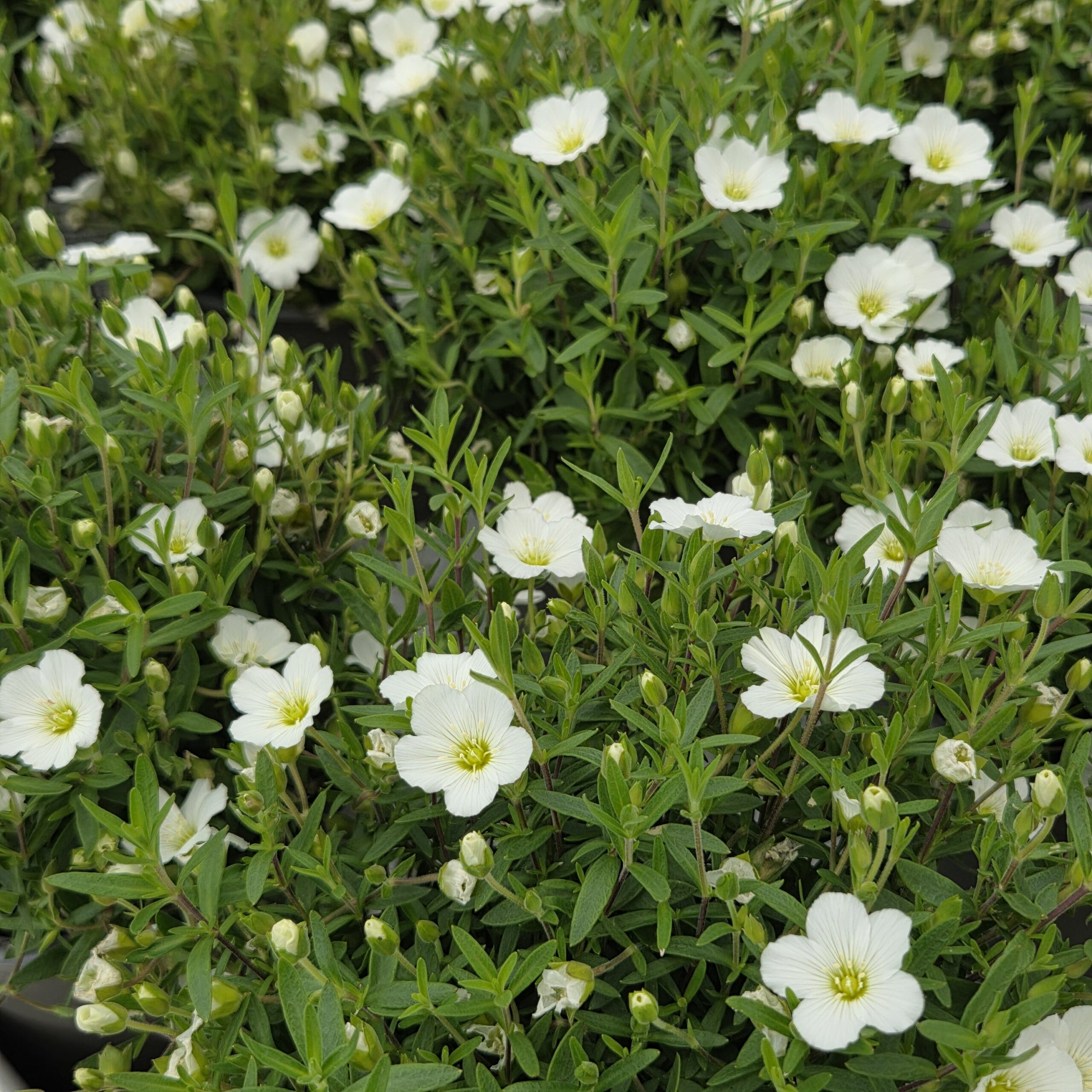 ARENARIA montana