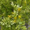 Caragana arborescens pendula