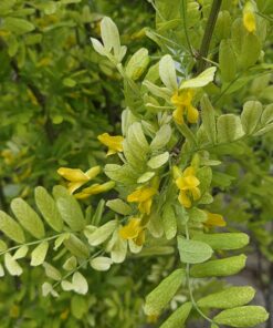 Caragana arborescens pendula