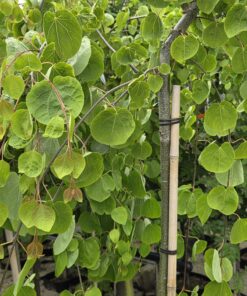 Cercidiphyllum japonica