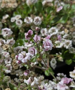 GYPSOPHILA cerastioides 'White'