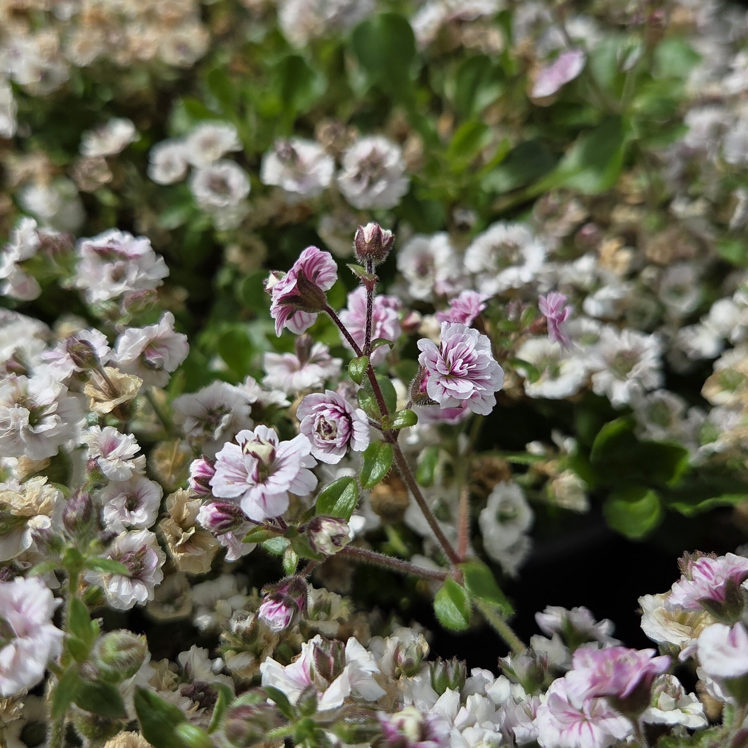 GYPSOPHILA cerastioides 'White'