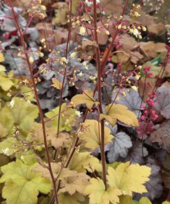 Alternative view of Heuchera - Alunrot
