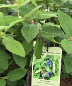 Lonicera kamtschatica - Honningbær
