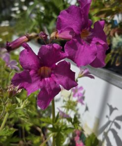 INCARVILLEA delavayi