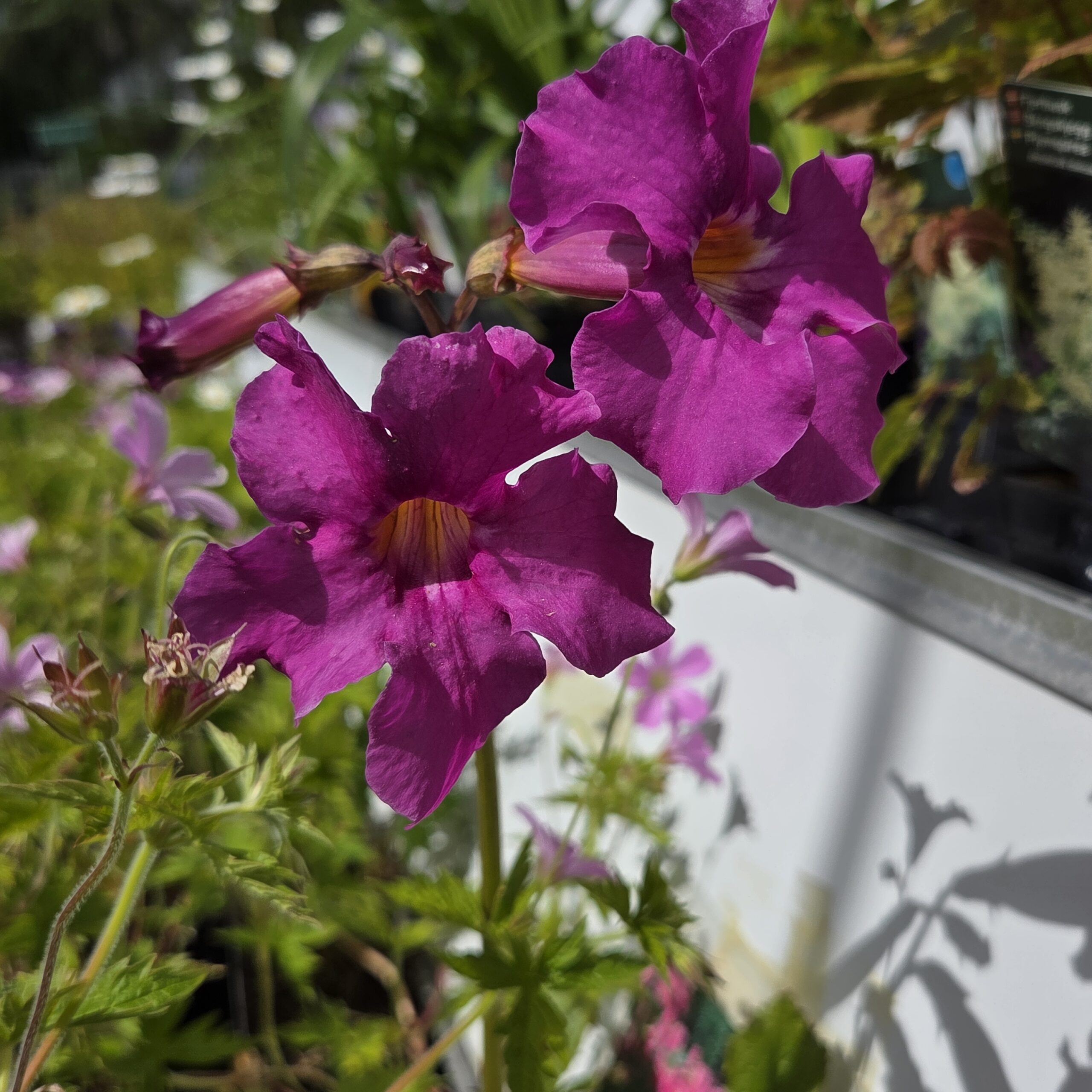 INCARVILLEA delavayi
