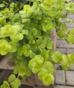 Lysimachia nummularia