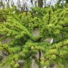 Larix kaempferi 'Blue Dwarf'