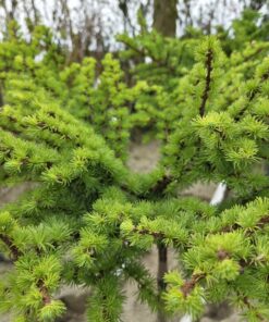 Larix kaempferi 'Blue Dwarf'