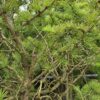 Larix kaempferi 'Diana'